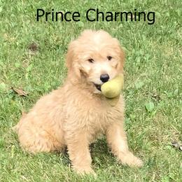 Prince Charming - Cream male Goldendoodle puppy in Milford, Michigan from Servant Kennel