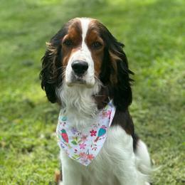 Willa Rose - English Springer Spaniel