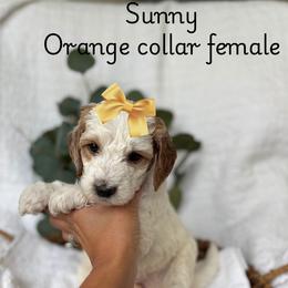 Cavalier King Charles Spaniel and Goldendoodle Puppies from Buck's pups