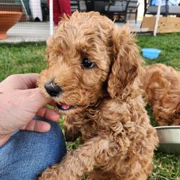 Chunkster - Apricot male Poodle puppy in South Willard, Utah from Burge Family Poodles