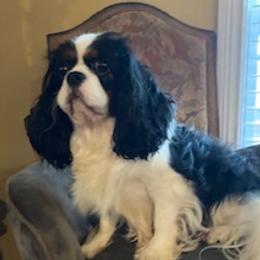 Magic - Cavalier King Charles Spaniel