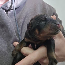 Red - Black and mahogany male Rottweiler puppy in Tangent, Oregon from Raya's Royals