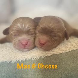 Cavapoo puppies from Cuddlebug Cavapoos of Austin