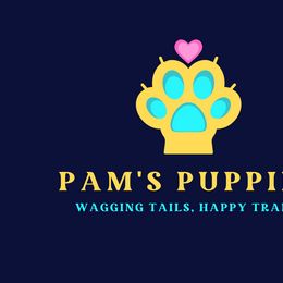 Dachshunds from Pam's Puppies