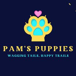 Dachshunds from Pam's Puppies
