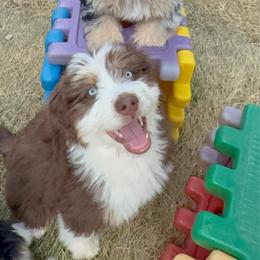 Ron - male Australian Mountain Doodle puppy in Cortez, Colorado from Sassy Pants Pups