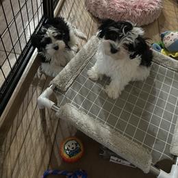Havanese and Poodle Puppies from Lone Tree Havanese