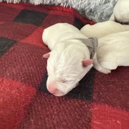 Boy 2 - White male West Highland White Terrier puppy in North Muskegon, Michigan from Bountiful Westies of West Michigan