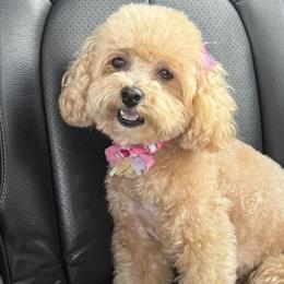 Maltipoos from Rosie’s Maltipoo’s