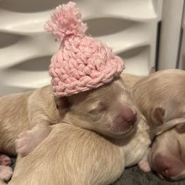 Girl 1 - Champagne female Maltipoo puppy in Stockton, California from PrissyPawz