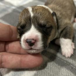 Boy 3 - Sable and white male American Corgi puppy in Cocoa, Florida from Cascadian Space Coast Corgis LLC