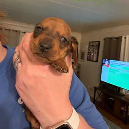 Green Collar - Dapple male Dachshund puppy in La Pine, Oregon from RoseDox Dachshunds