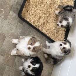 Miniature Australian Shepherd, Shih Tzu, and Toy Australian Shepherd Puppies from River Springs Aussies