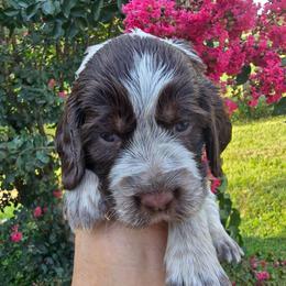 Clementine - Tri-Roan female English Springer Spaniel puppy in Hephzibah, Georgia from Sidel's Springers