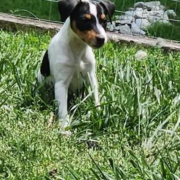 Companion Cross, Russell Terrier, and Yorkshire Terrier Puppies from Working W Kennels