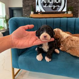 Bernedoodle, Cavapoo, Cavapoochon, Goldendoodle, Poodle, and Yorkipoo Puppies from Anchor Dogs