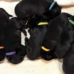 Flat-Coated Retriever puppies from Swiftwater Flat Coated Retrievers