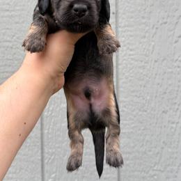 Mr. Hash Brown (Shaded Cream) - Cream male Dachshund puppy in Knoxville, Tennessee from Over The Moon Minis