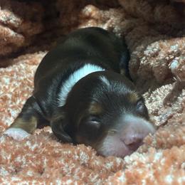 Rocky - Chocolate and tan male Dachshund puppy in Eaton, Ohio from Miniature Alphas Dachshunds