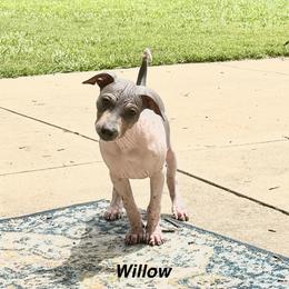 Willow - White and black female American Hairless Terrier puppy in Buckingham, Illinois from Gaus Hof