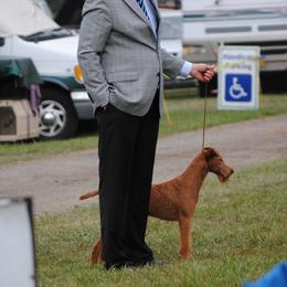 Irish Terrier All Grown Up from Woodley Meadows