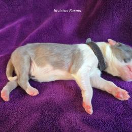 Luke Skywalker - Blue merle male Australian Shepherd puppy in Smithfield, Utah from Invictus Farms