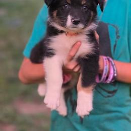 Girl 1 - Black tri-color female Australian Shepherd puppy in Keyser, West Virginia from Heartfelt Hollow Farm