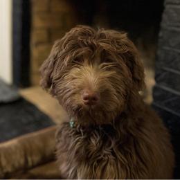 Aussiedoodle All Grown Up from Aspen Mountain Doodles LLC