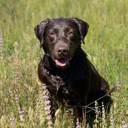 Koda - Labrador Retriever