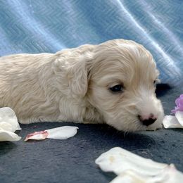 Cockapoo and Pomeranian Puppies from Luna Kennel