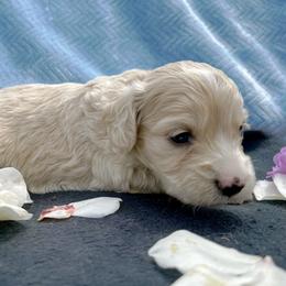 Cockapoo and Pomeranian Puppies from Luna Kennel