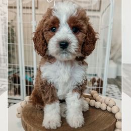 Brown collar boy - Red  male Goldendoodle puppy in Newcastle, Oklahoma from Ritzy Creek Doodles