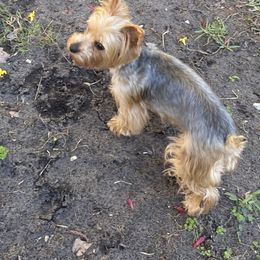 SUNSHINE - Yorkshire Terrier