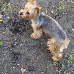 SUNSHINE - Yorkshire Terrier