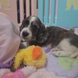 Dachshund Puppies from Mel's LowRider Ranch