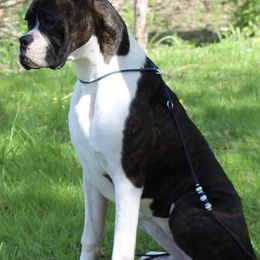 Boxers from Dunnford Boxers
