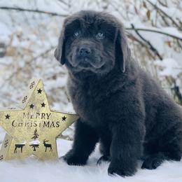 Newfoundland Puppies from Dyer Lake Newfoundland’s