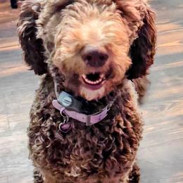 Piper - Labradoodle