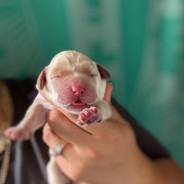 Purple Collar Female - Yellow female Labrador Retriever puppy in Kissimmee, Florida from SunState Labs