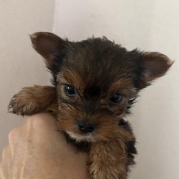 Charlotte - Black and tan female Yorkshire Terrier puppy in Wagoner, Oklahoma from Rosenthal Yorkies