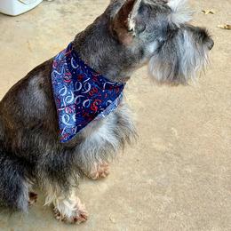 AKA Grady! - Miniature Schnauzer