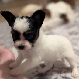 Ravyn's Girl 3 - White black and tan female Papillon puppy in Joshua, Texas from Summertime Kennels