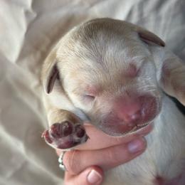 Yellow male - Yellow male Labrador Retriever puppy in Isanti, Minnesota from Four Corners Family Labs
