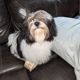 Golden Retriever and Havanese Puppies from Moe's Goldens and HavAntics
