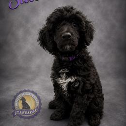Poodle Puppies from Impressive Cartwright Standards