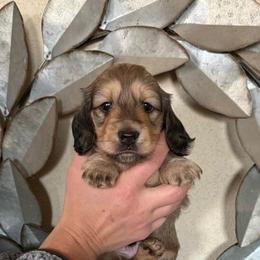 Romeo - Cream male Dachshund puppy in Ramona, Oklahoma from Schmitt Dachshunds