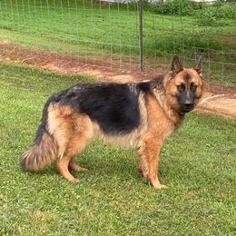 Juno - German Shepherd