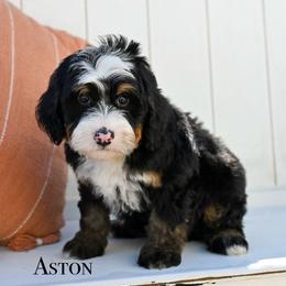 Aston - Tri-color male Bernedoodle puppy in Tucson, Arizona from Sun Valley Goldendoodles