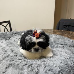Shih Tzu Puppies from TACG