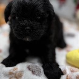 Bunny - Black female Shihpoo puppy in Colonial Beach, Virginia from BeachRidge Pups